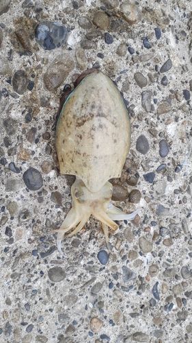 コウイカの釣果