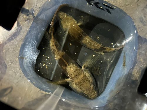 ウロハゼの釣果