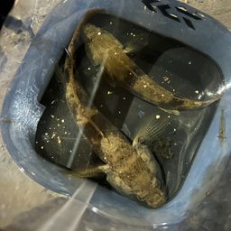 ウロハゼ