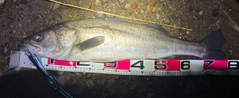 シーバスの釣果