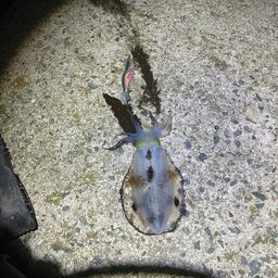 アオリイカ