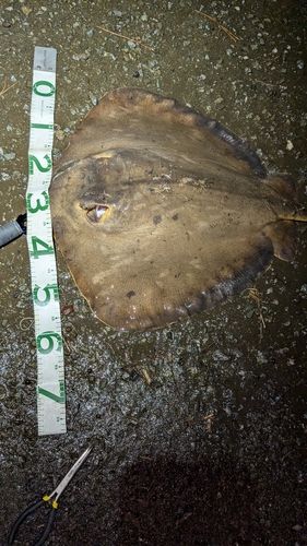アカエイの釣果