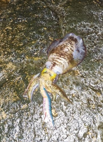 アオリイカの釣果