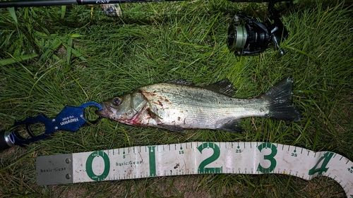 セイゴ（ヒラスズキ）の釣果