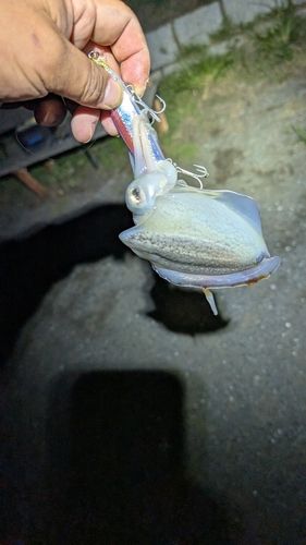 イカの釣果