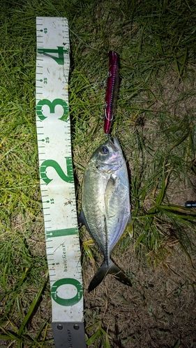 メッキの釣果