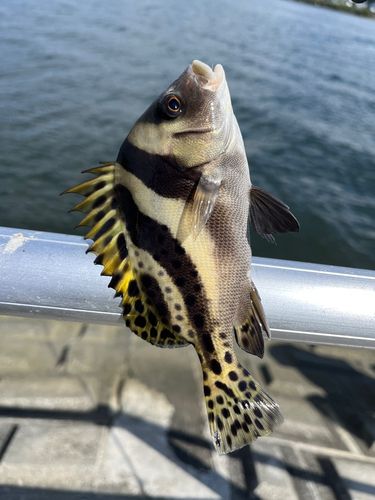 コショウダイの釣果