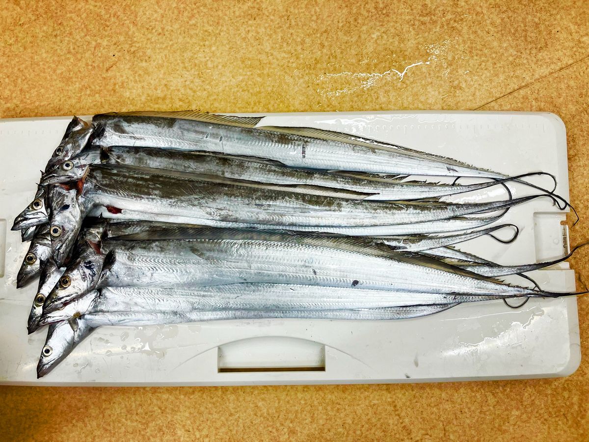 100kgオーバーの魚を釣る‼️さんの釣果 1枚目の画像