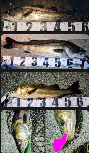 シーバスの釣果