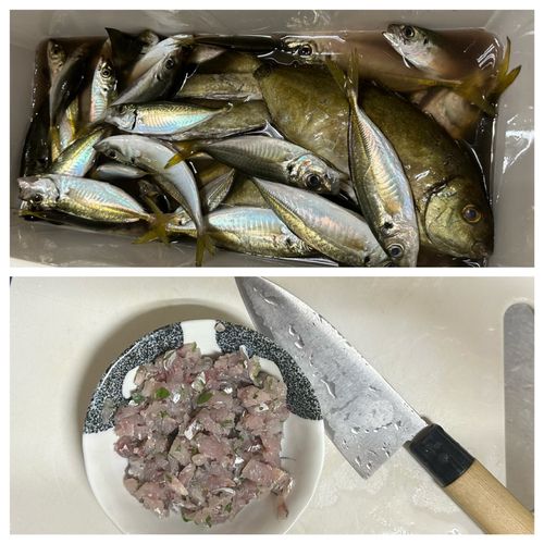 アジの釣果