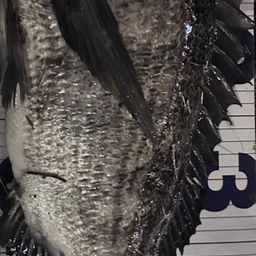 クロダイ