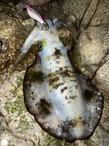 アオリイカの釣果