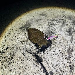 コウイカ