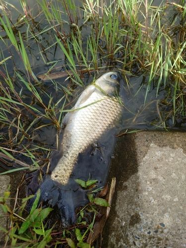 ヘラブナの釣果
