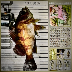 メバルの釣果
