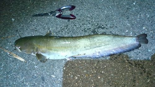 ニホンナマズの釣果