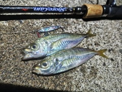 アジの釣果