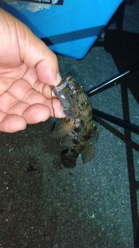 ハゼの釣果