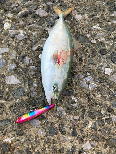 ヤズの釣果