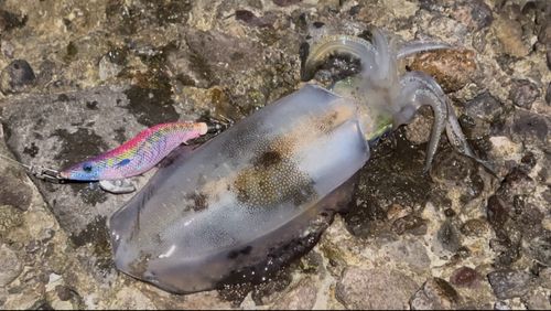 アオリイカの釣果