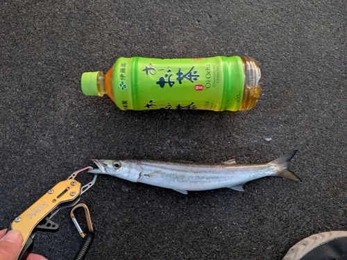カマスの釣果