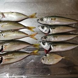 アジ