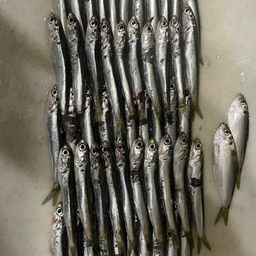カタクチイワシ