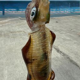 アオリイカ