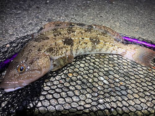 アイナメの釣果