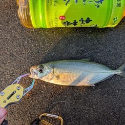 アジ