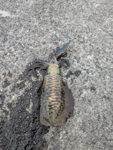 アオリイカの釣果