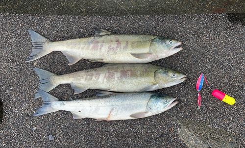 シロザケの釣果