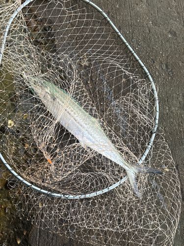 サゴシの釣果