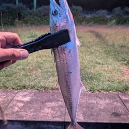ヤナギ