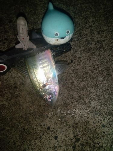 マアジの釣果