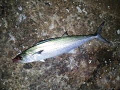 サゴシの釣果