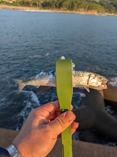 イワシの釣果