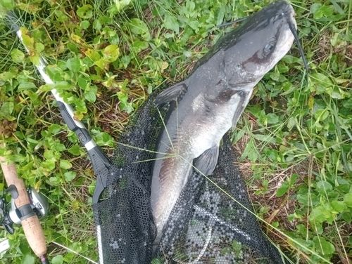 アメリカナマズの釣果