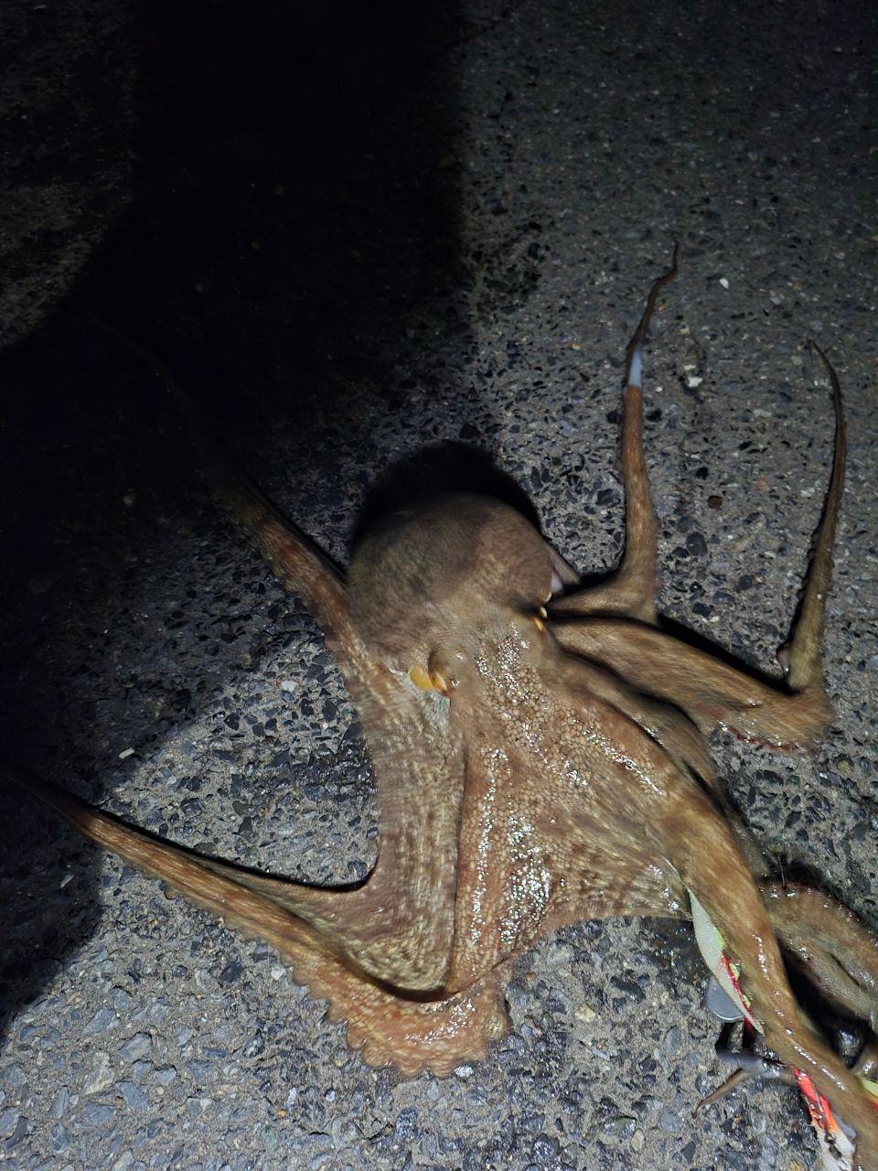 タコ