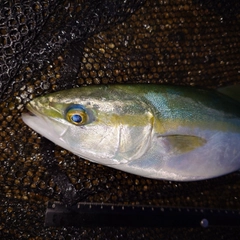 ツバイソの釣果