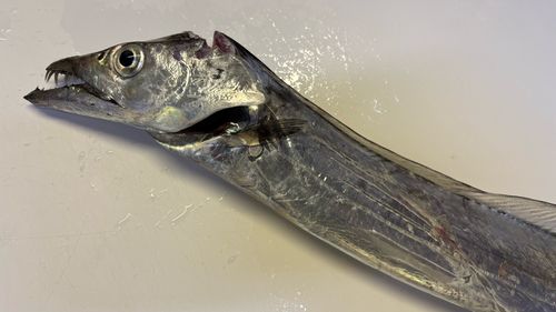 タチウオの釣果