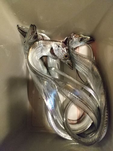 タチウオの釣果