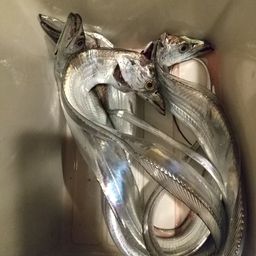タチウオ