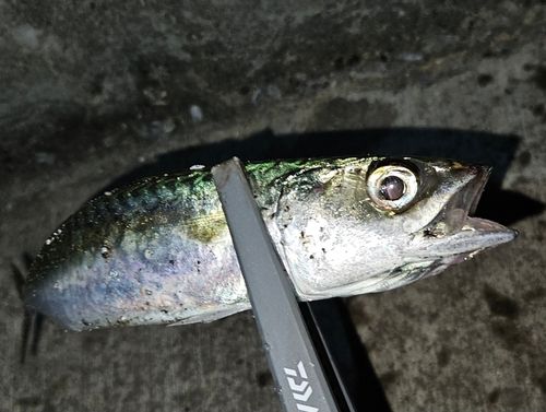 気仙沼湾