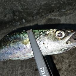サバ