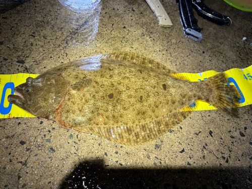 ヒラメの釣果