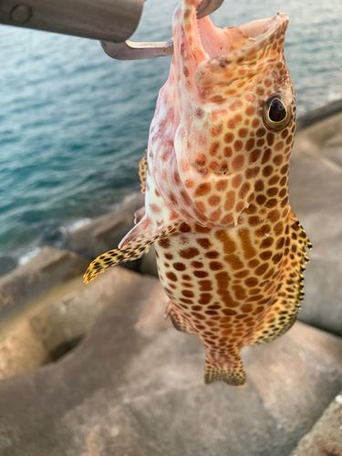 イシミーバイの釣果