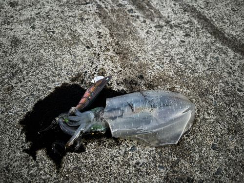 青森湾