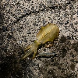 アオリイカ