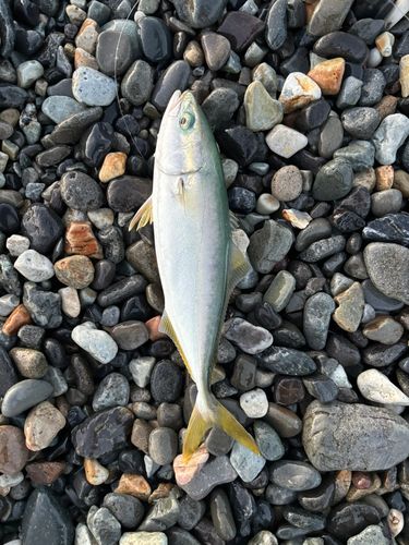 ワカシの釣果